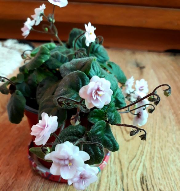  - Rob-s Vanilla Trail