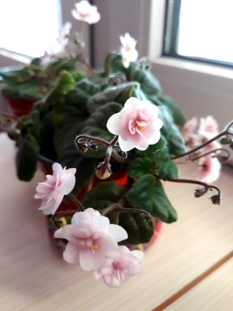  - Rob-s Vanilla Trail