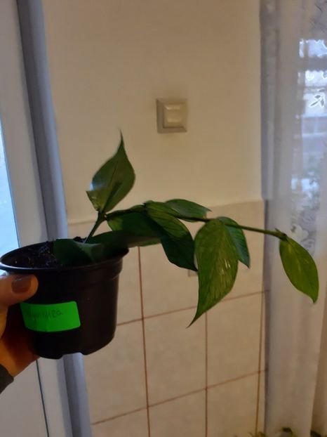 Hoya polyneura - Hoya