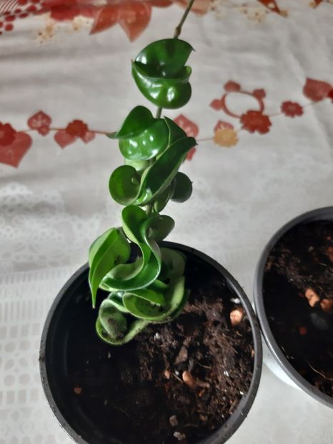 Hoya compacta - Hoya