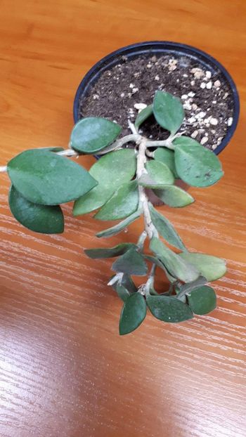 received_389713945094118 - Hoya