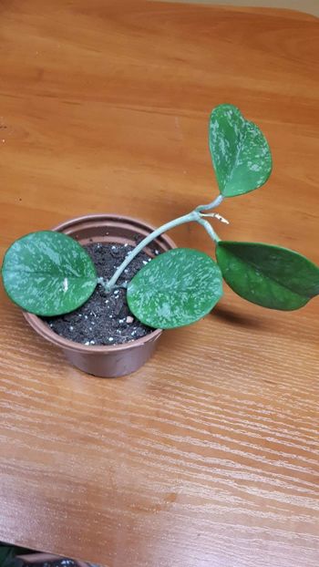 Hoya obovata splash - Hoya