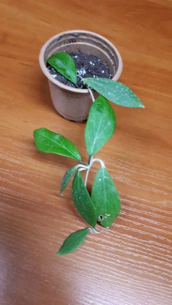 received_410729313078107 - Hoya