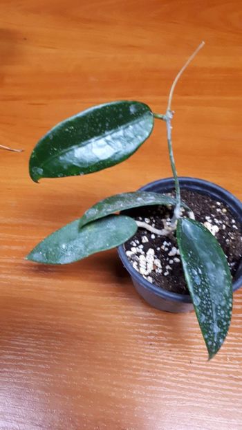 received_350625888880893 - Hoya