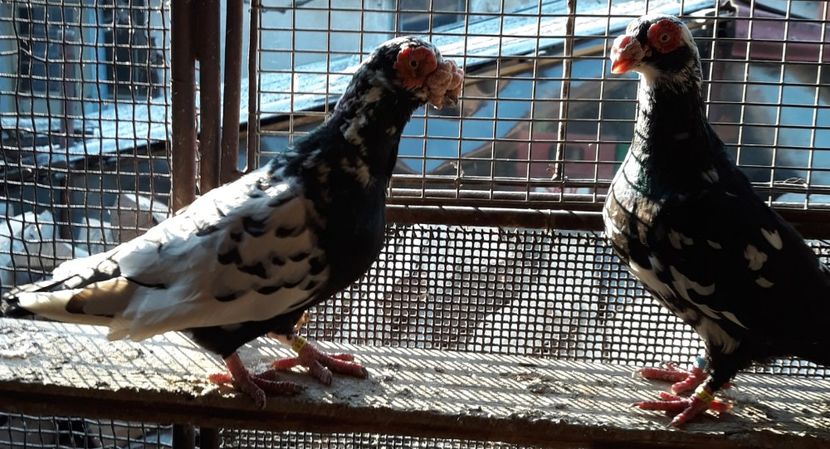 M17 F 17 - Indian german 2019