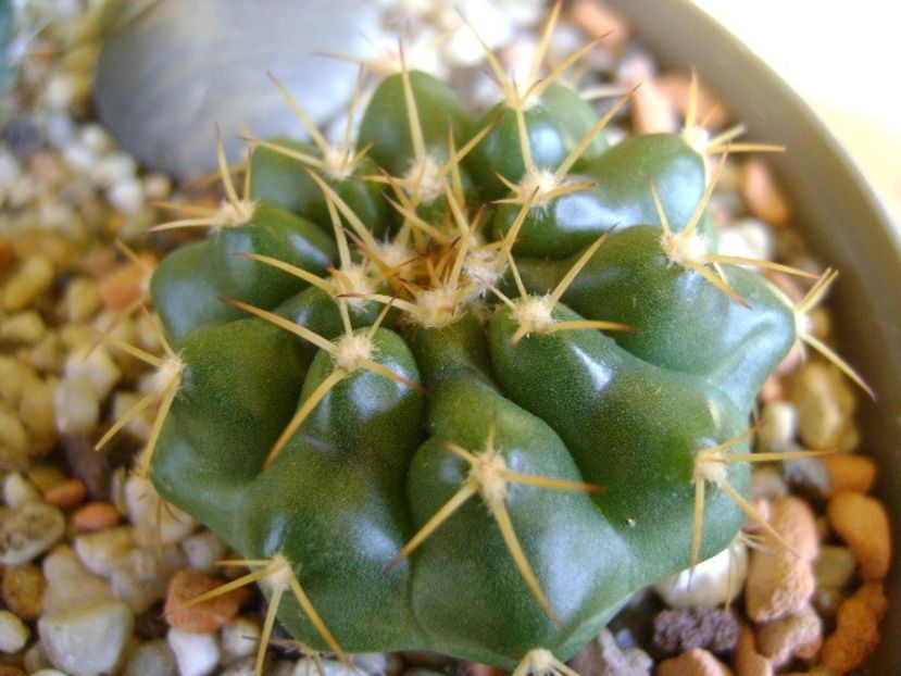 Discocactus hartmannii ssp. magnimammus (D. heptacanthus ssp. magnimammus), MH 850 Rio Caracol, Bz - Cactusi 2018 final de an