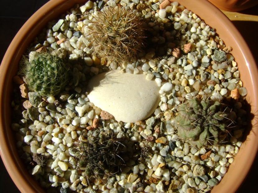 Grup de 4 cactusi - Cactusi 2018 final de an