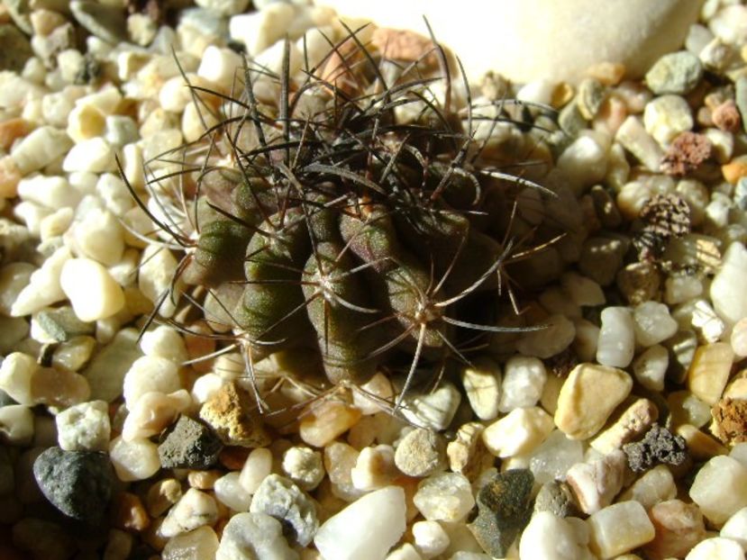 Eriosyce (Neoporteria) taltalensis ssp. paucicostata - Cactusi 2018 final de an
