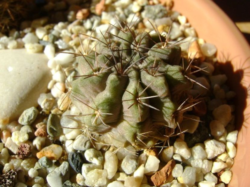 Eriosyce (Neoporteria) crispa v. huascensis - Cactusi 2018 final de an