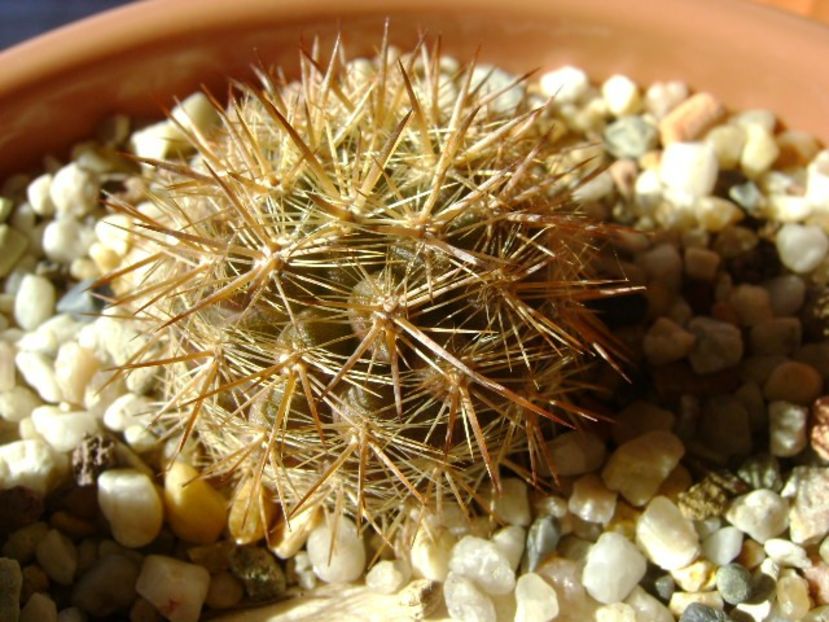 Eriosyce (Neoporteria) subgibbosa - Cactusi 2018 final de an