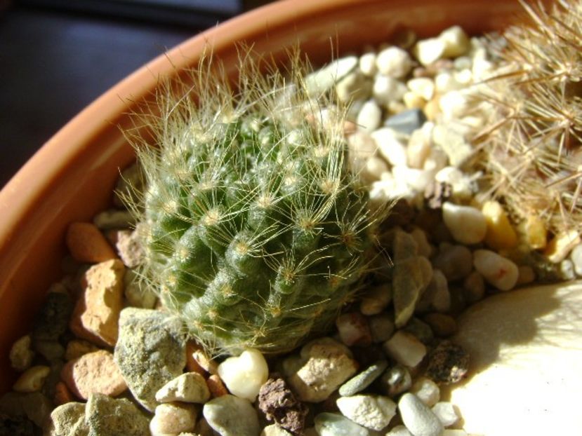 Eriosyce senilis (Neoporteria nidus) - Cactusi 2018 final de an