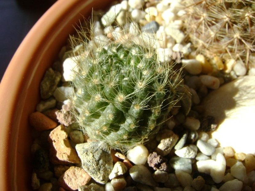Eriosyce senilis (Neoporteria nidus) - Cactusi 2018 final de an