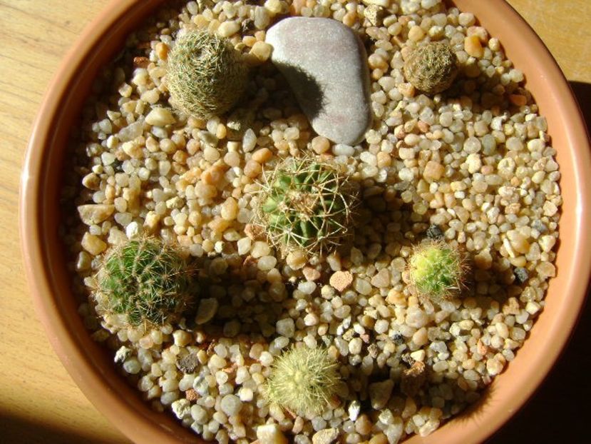 Grup de 6 cactusi - Cactusi 2018 final de an