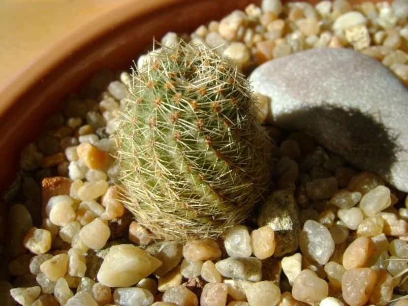 Mediolobivia eucalyptana - Cactusi 2018 final de an