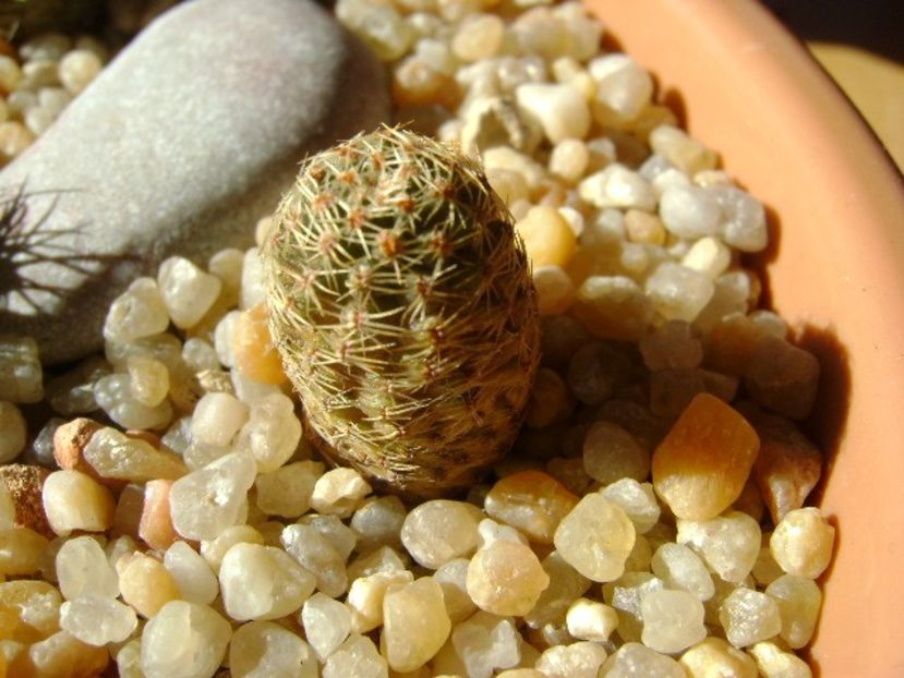 Mediolobivia mudanensis - Cactusi 2018 final de an