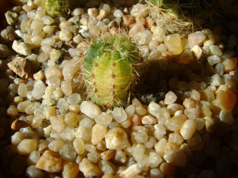 Echinopsis sp. variegata - Cactusi 2018 final de an