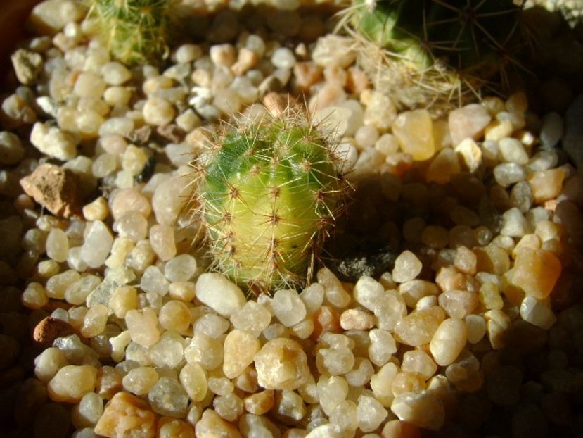 Echinopsis sp. variegata - Cactusi 2018 final de an