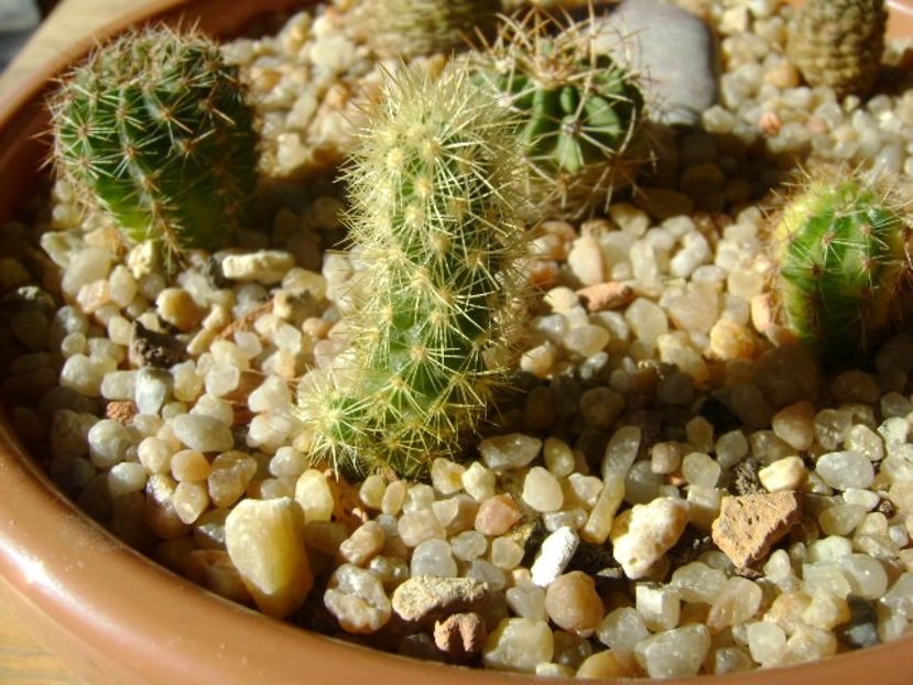Acharagma roseanum v. galeanensis, Galeana, Nuevo León, Mx - Cactusi 2018 final de an