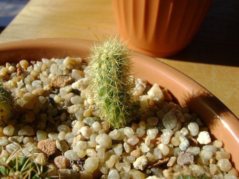 Acharagma roseanum v. galeanensis, Galeana, Nuevo León, Mx - Cactusi 2018 final de an