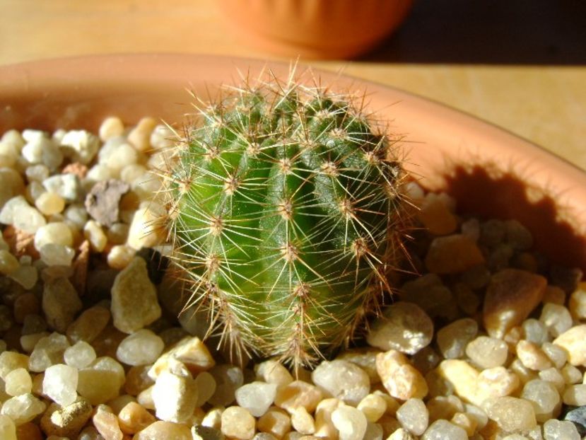 Echinopsis sp. variegata - Cactusi 2018 final de an