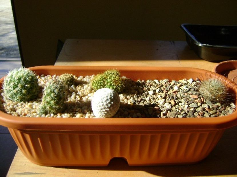 Grup de 6 Mammillaria - Cactusi 2019