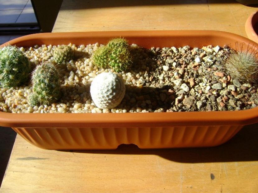 Grup de 6 Mammillaria - Cactusi 2019
