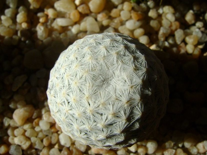 Mammillaria herrerae - Cactusi 2019