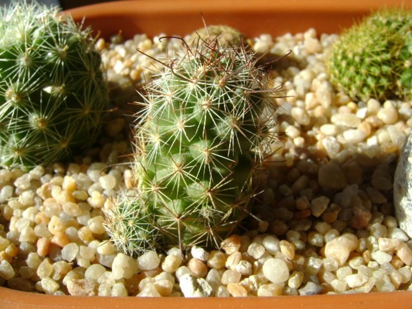 Mammillaria fraileana - Cactusi 2019