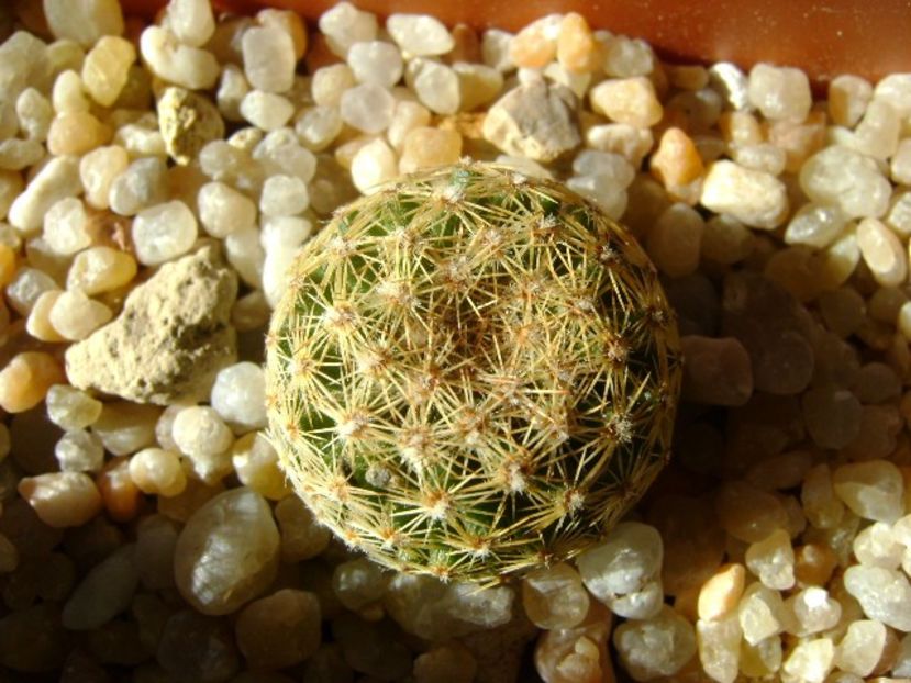 Mammillaria sp. - Cactusi 2019