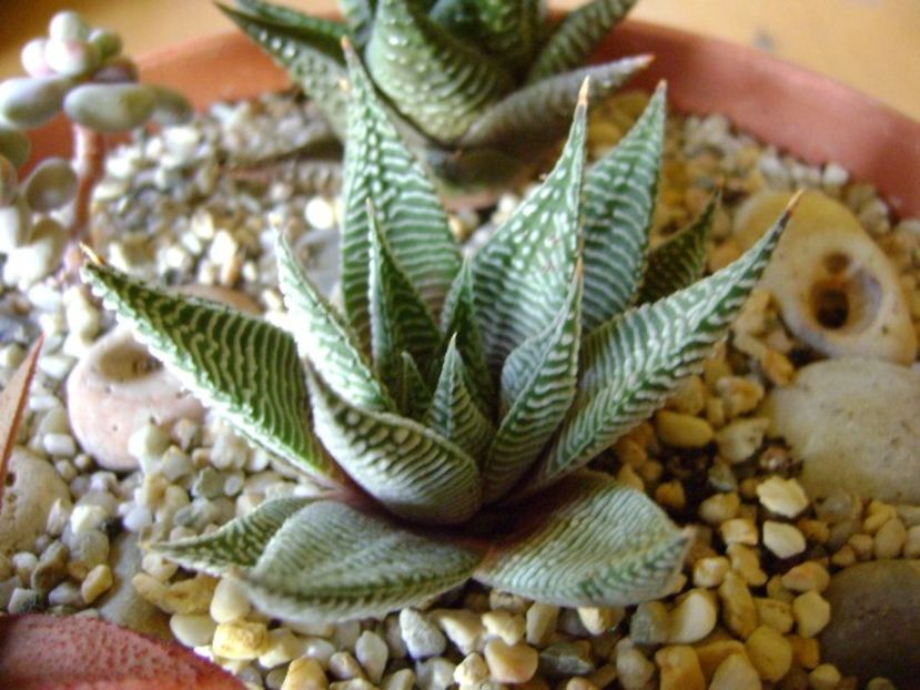 Haworthia limifolia v. striata - Suculente 2019