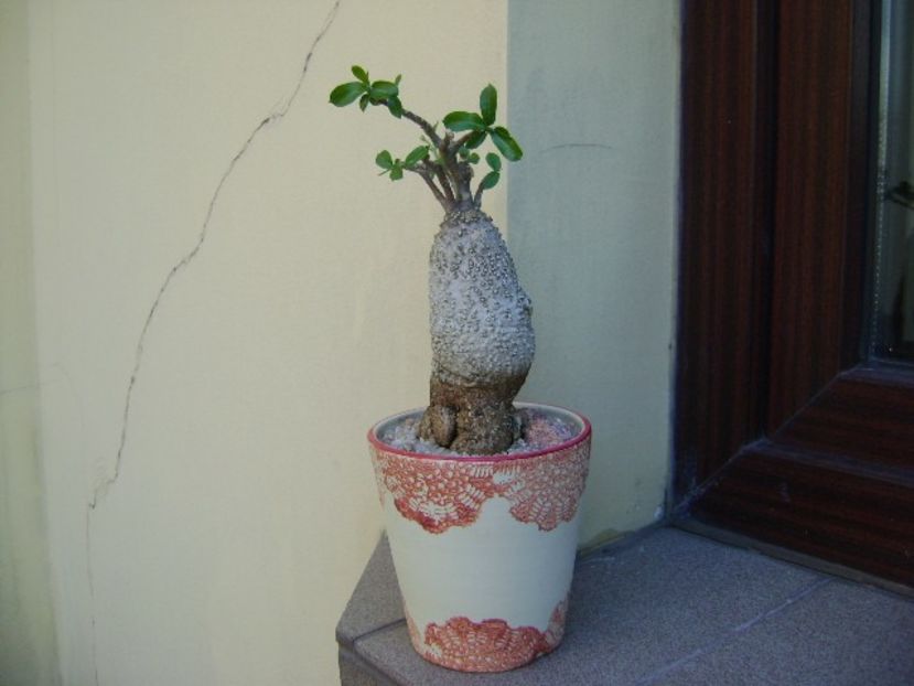 Fockea edulis - Caudiciforme si bulbi 2019