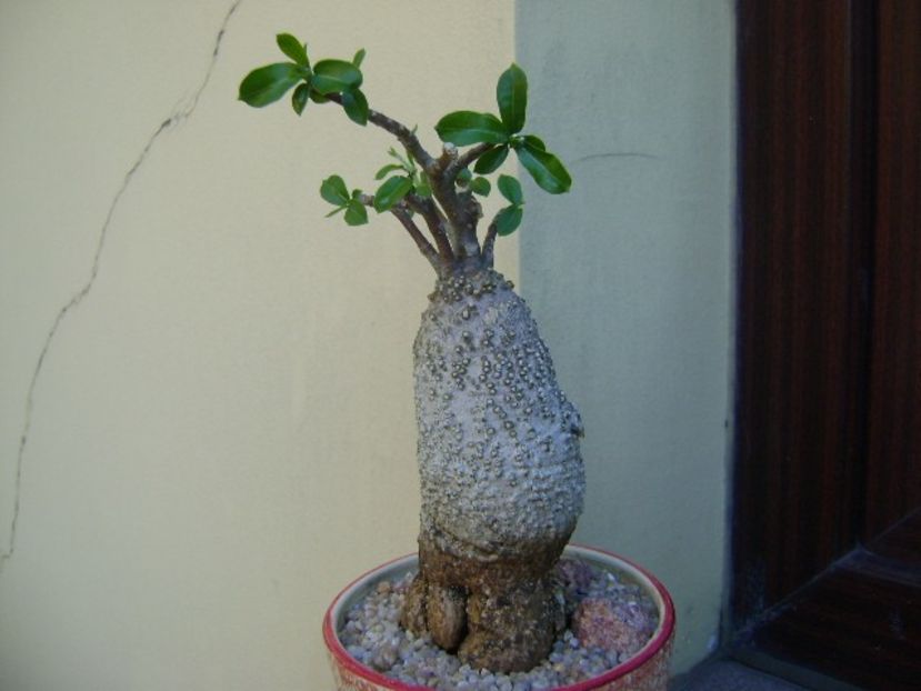 Fockea edulis - Caudiciforme si bulbi 2019