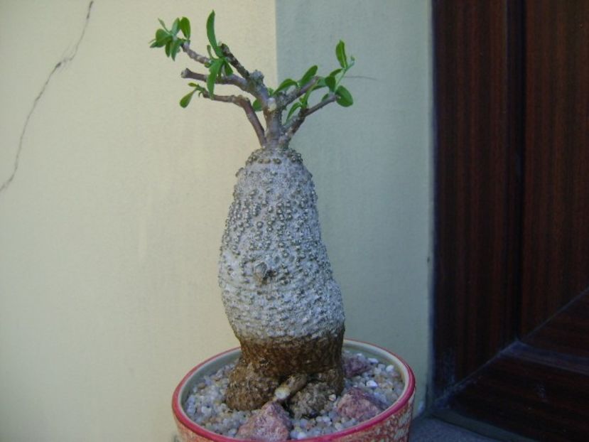 Fockea edulis - Caudiciforme si bulbi 2019