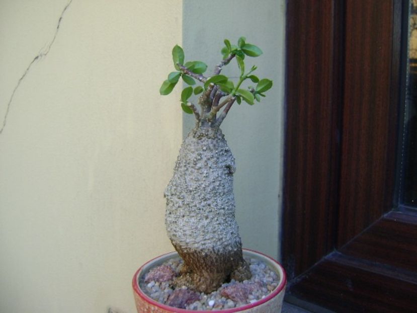 Fockea edulis - Caudiciforme si bulbi 2019