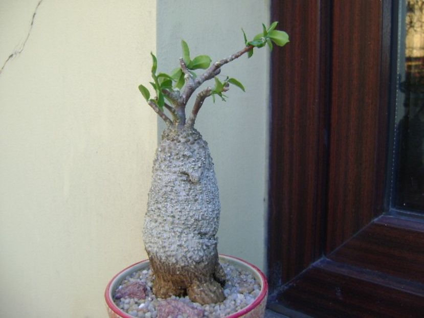 Fockea edulis - Caudiciforme si bulbi 2019