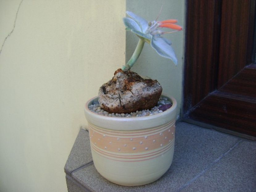 Sinningia leucotricha - Caudiciforme si bulbi 2019