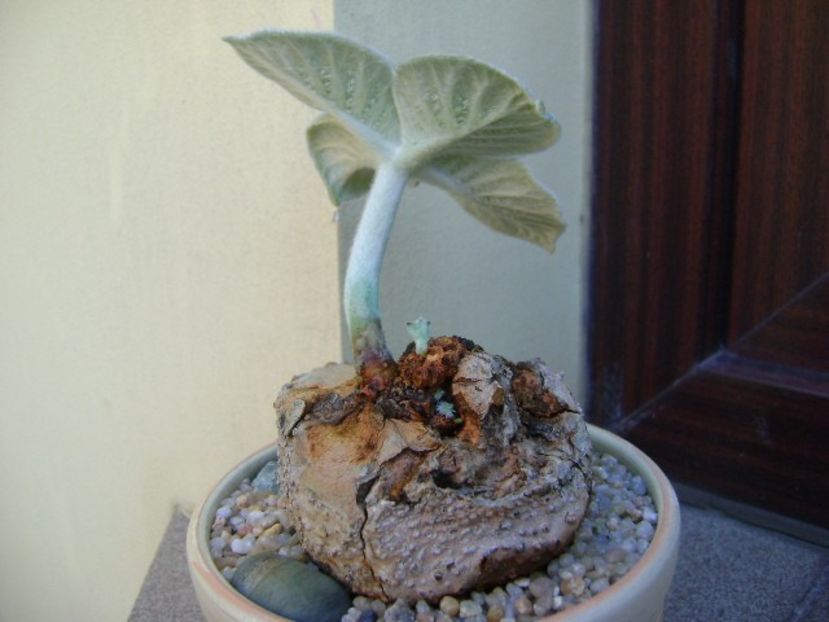 Sinningia leucotricha - Caudiciforme si bulbi 2019