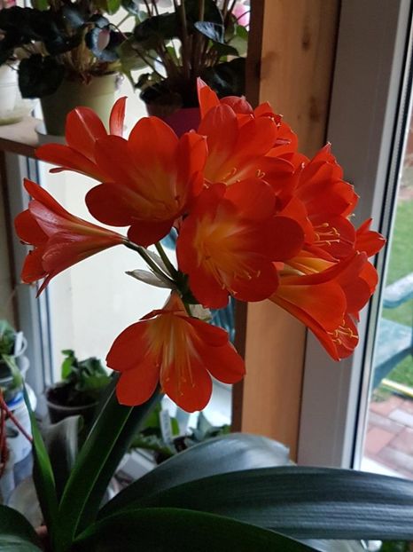 thumbnail (28) - CRIN CLIVIA 2019