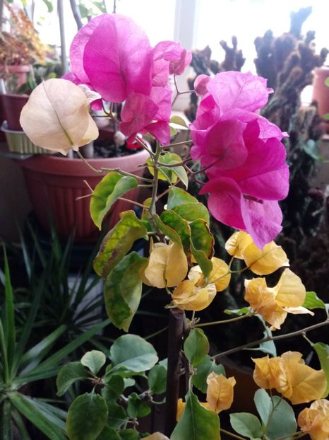  - Bougainvillea