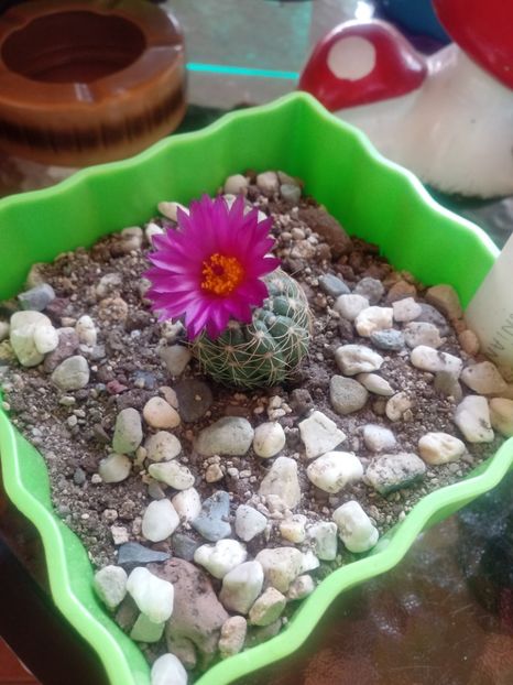 - Cactusi