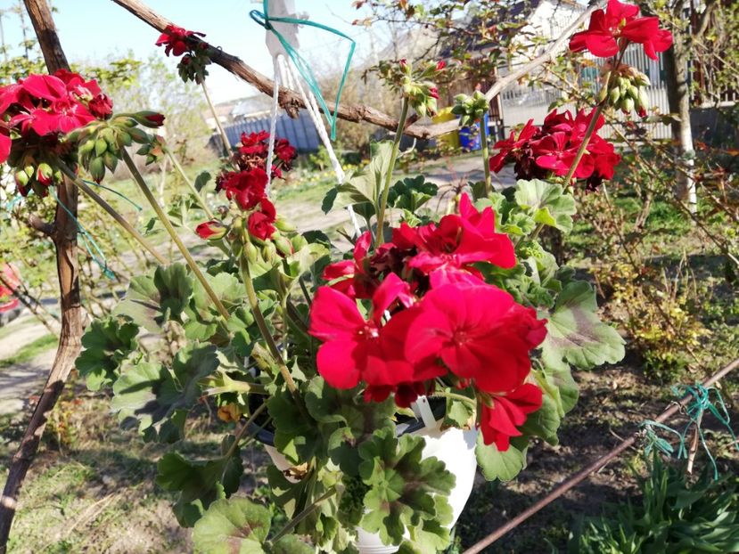  - 0-2019 - De prin curte