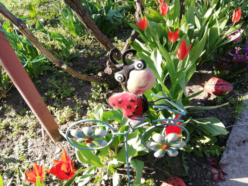  - 0-2019 - De prin curte