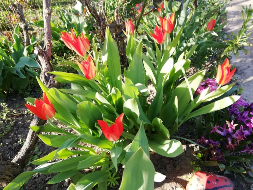  - 0-2019 - De prin curte