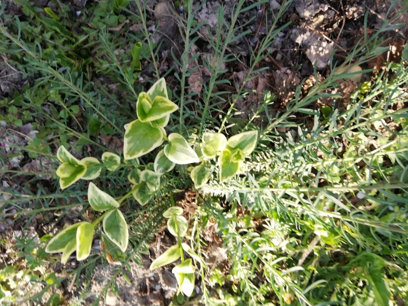  - 0-2019 - De prin curte