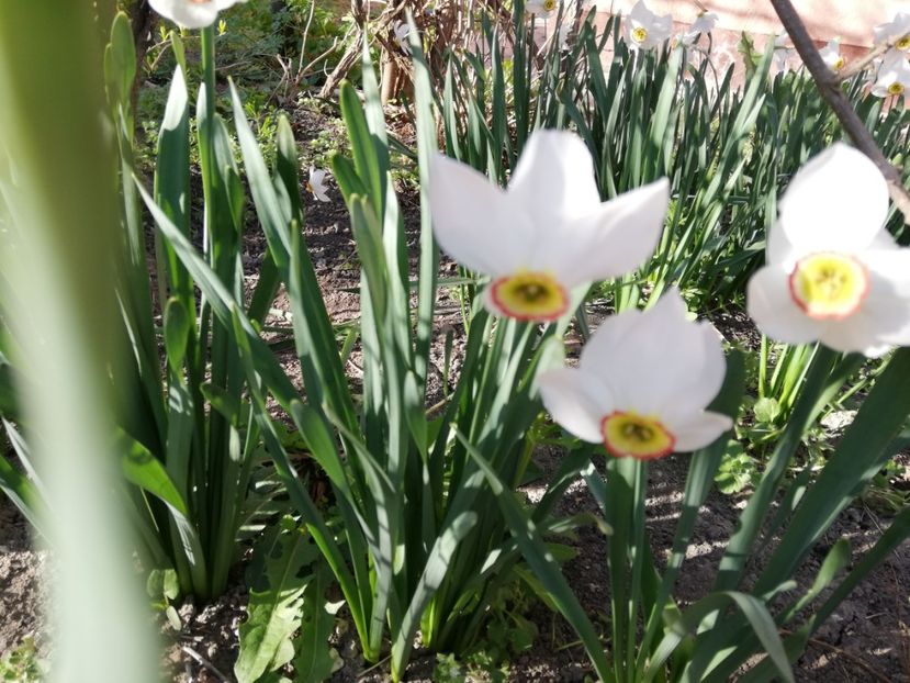  - 0-2019 - De prin curte