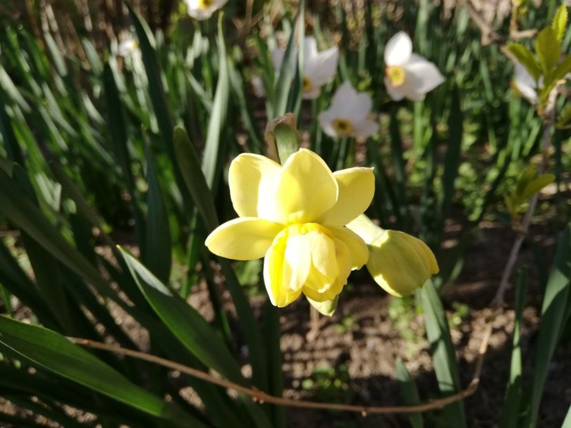  - 0-2019 - De prin curte