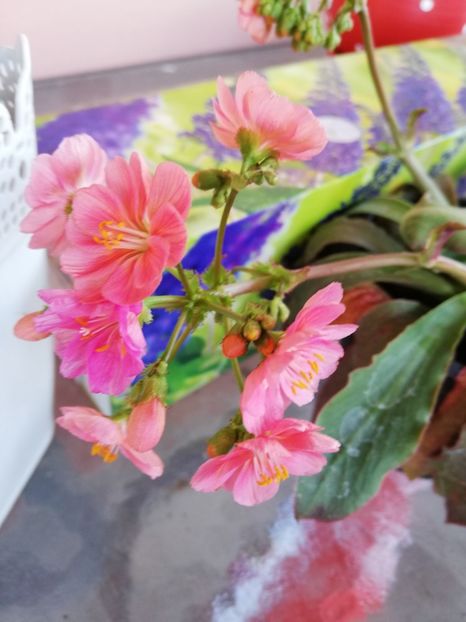  - 0-2019 - De prin curte