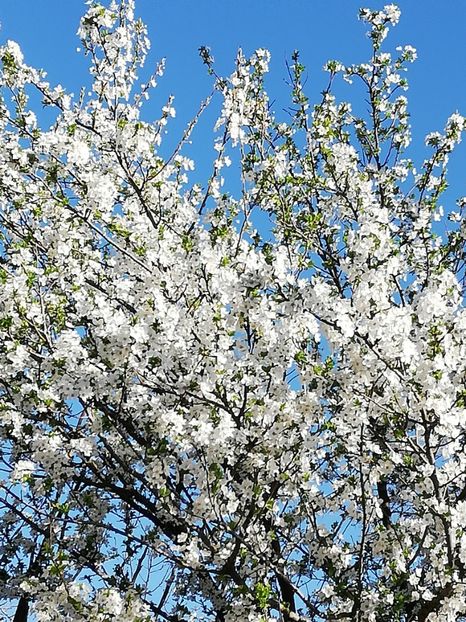  - 0-2019 - De prin curte