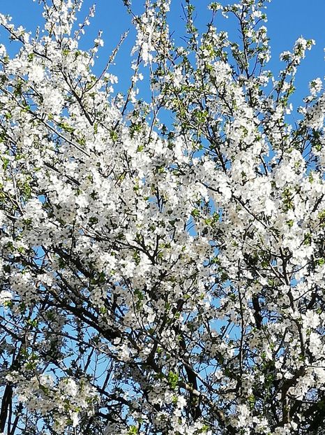  - 0-2019 - De prin curte