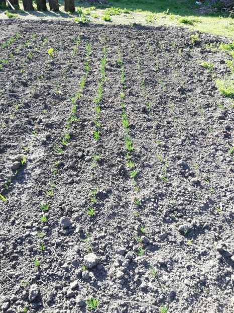  - 0-2019 - De prin curte